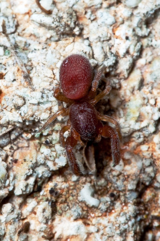 Palpimanus cf. punctatus